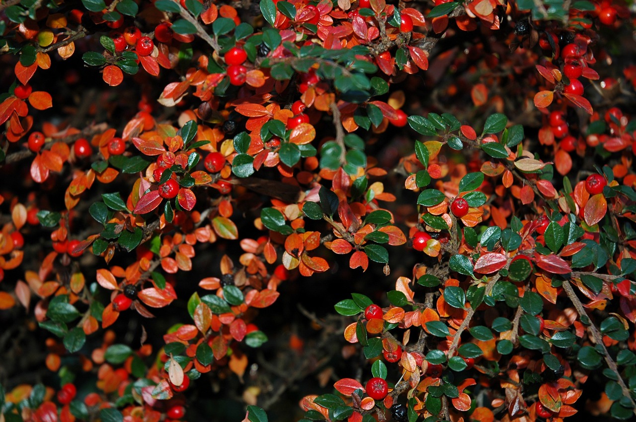 berries autumn fall free photo