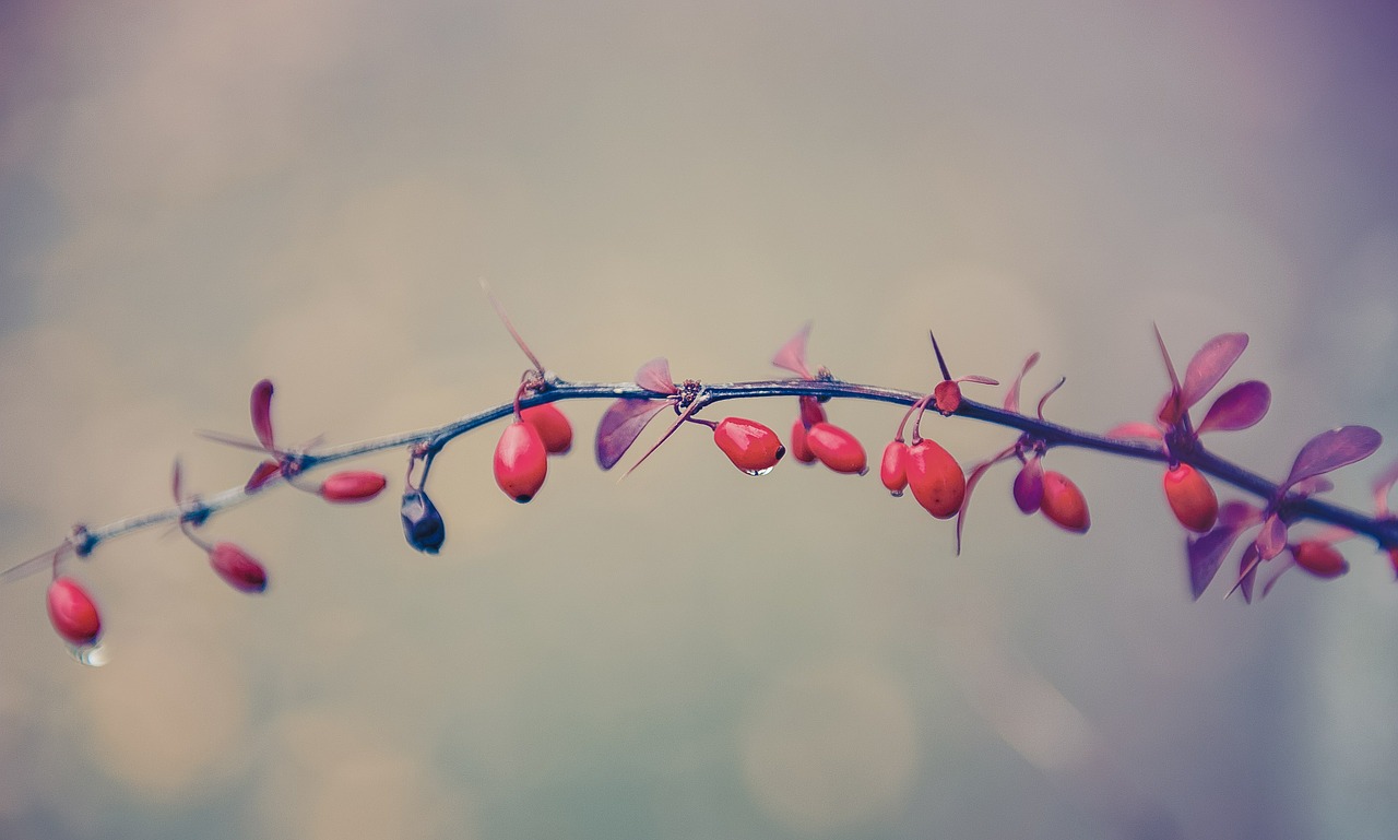 berries plant red free photo