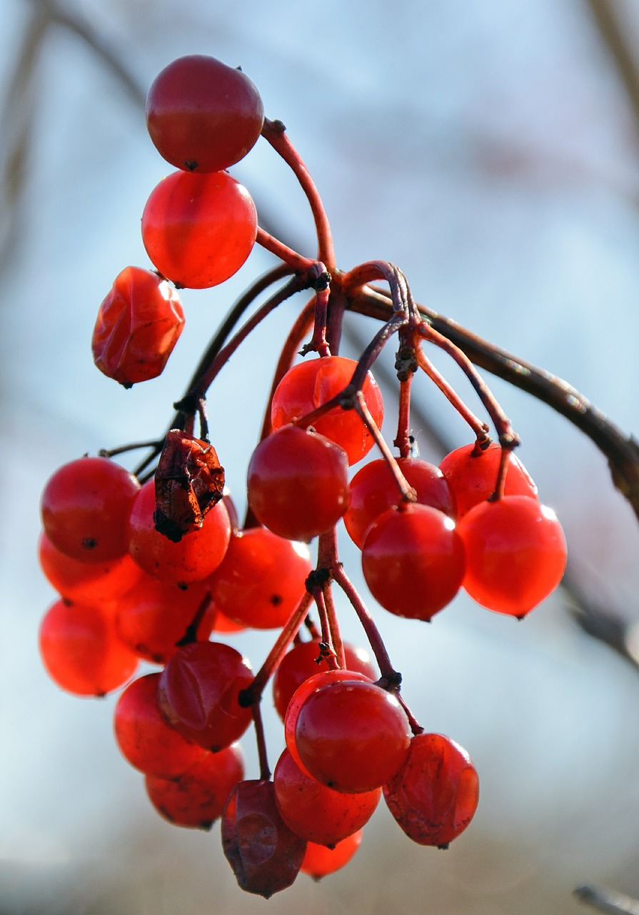 berries red bush free photo