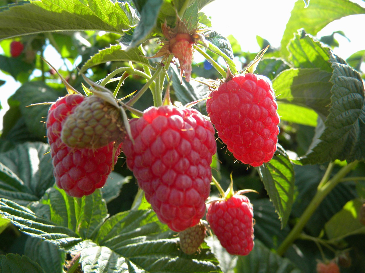 berries blackberry fruit free photo
