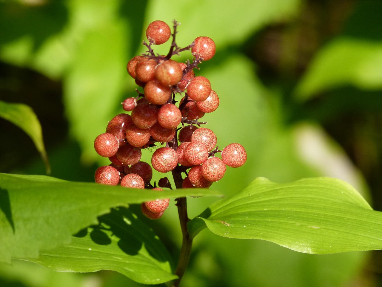 berries wild plant free photo