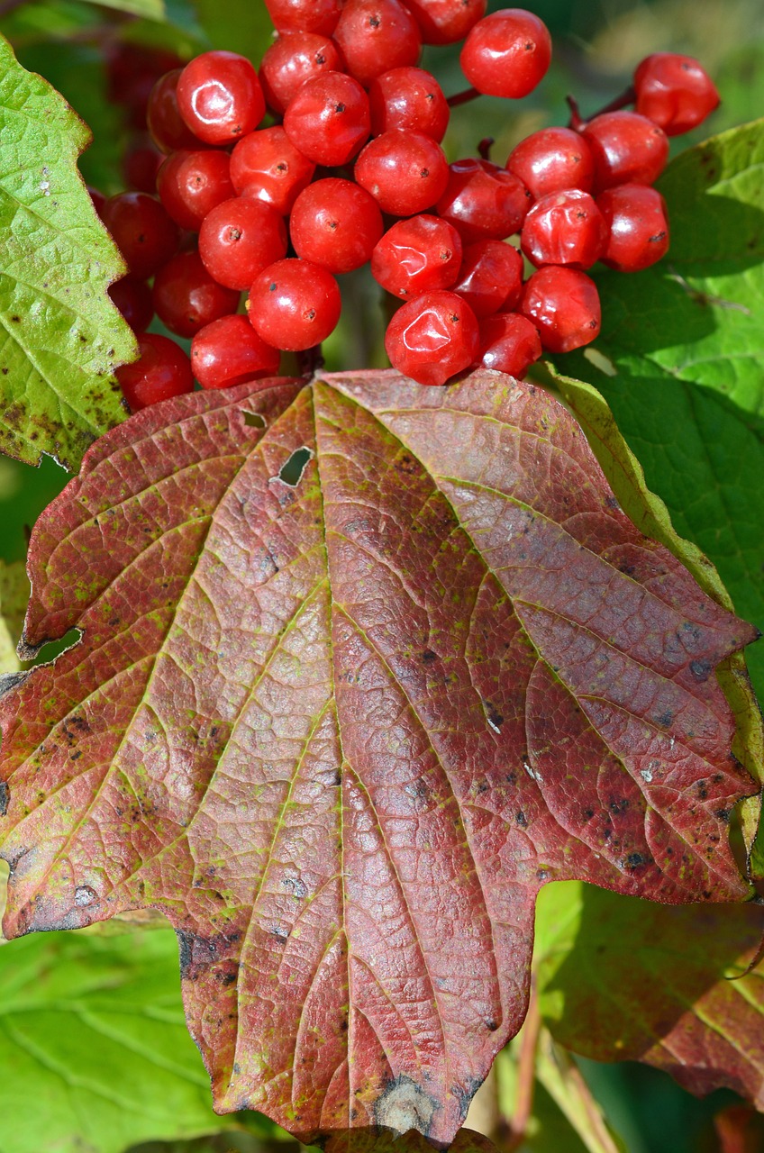 berries autumn leaf free photo
