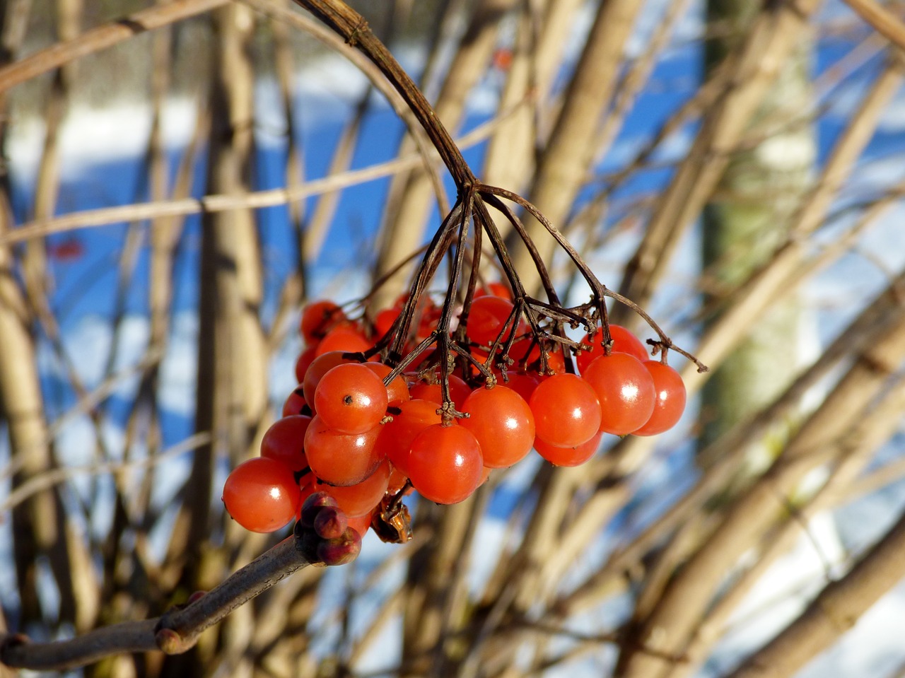 berries bunch orange free photo