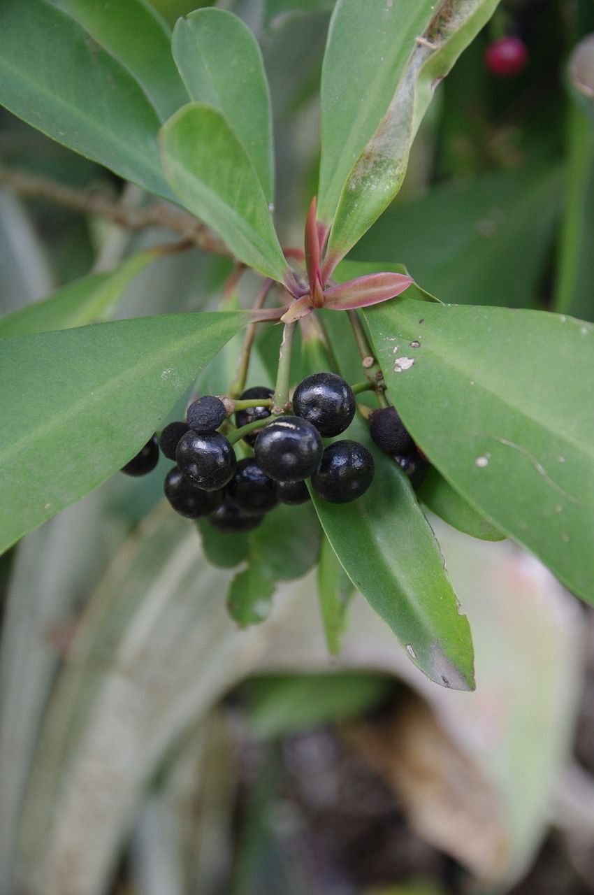 berries food plant free photo