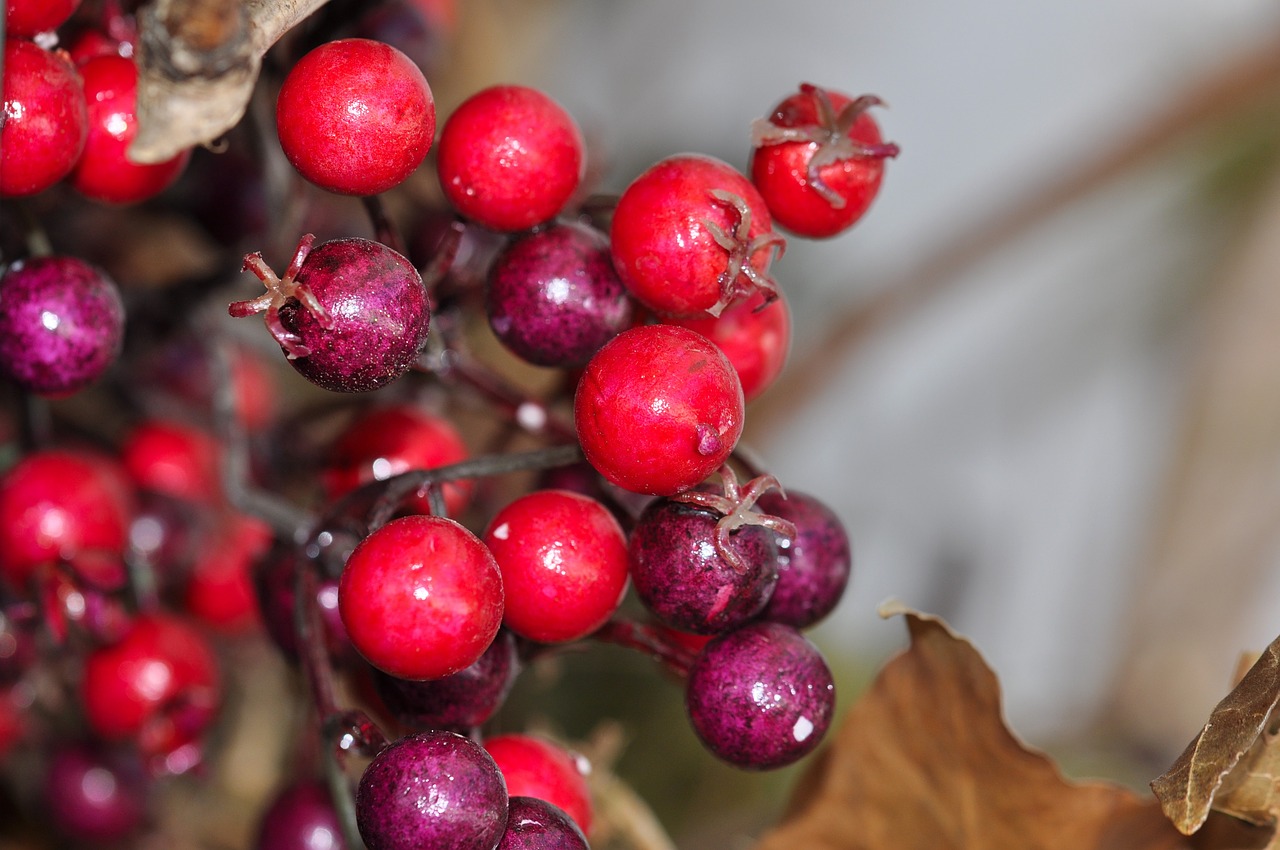 berries decorative berries red free photo