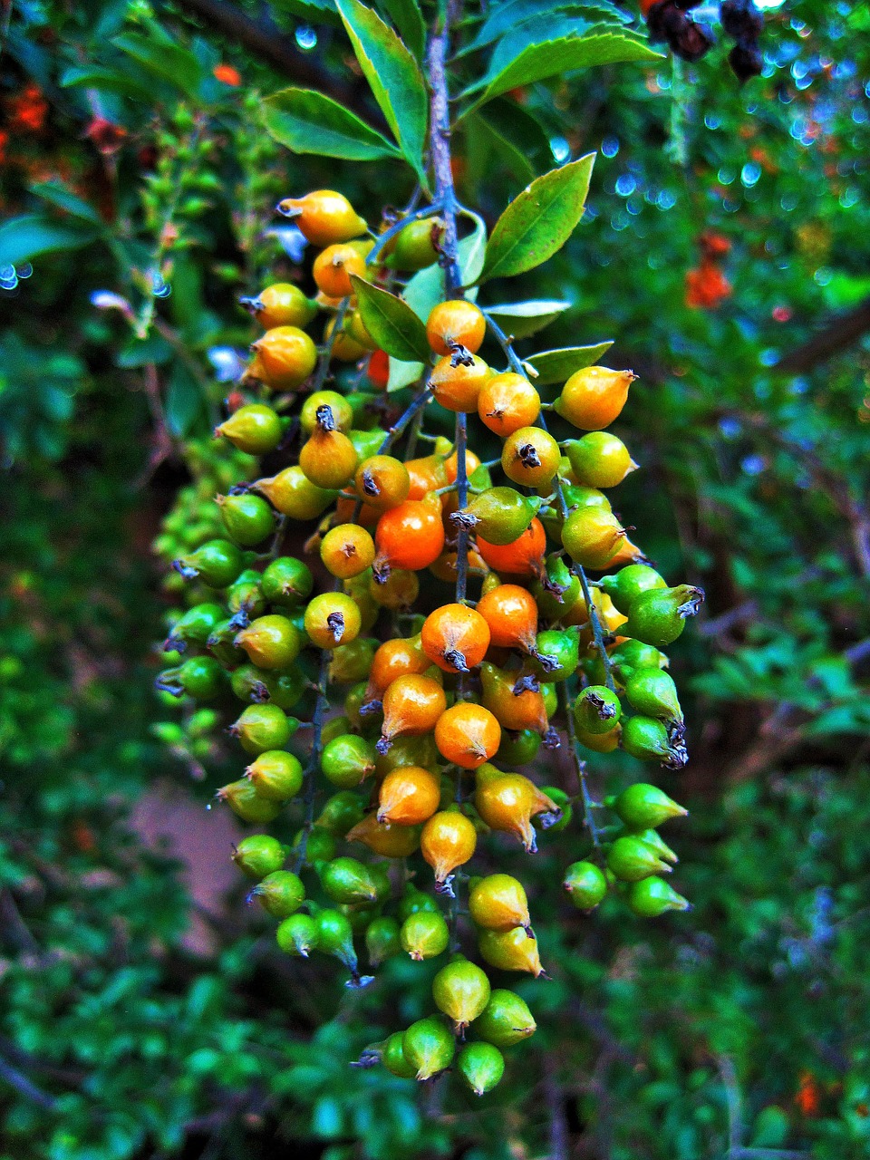 berries duranta yellow free photo
