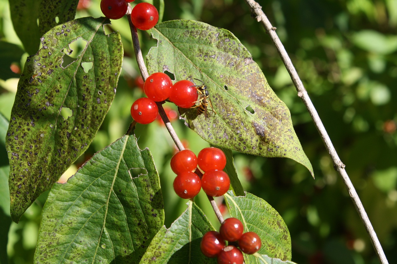 berries plants leaves free photo