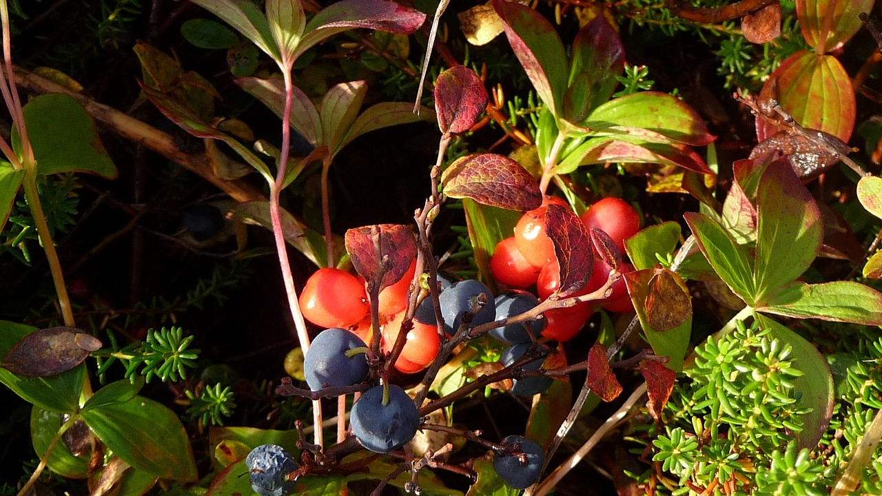 berries blueberry fruit free photo