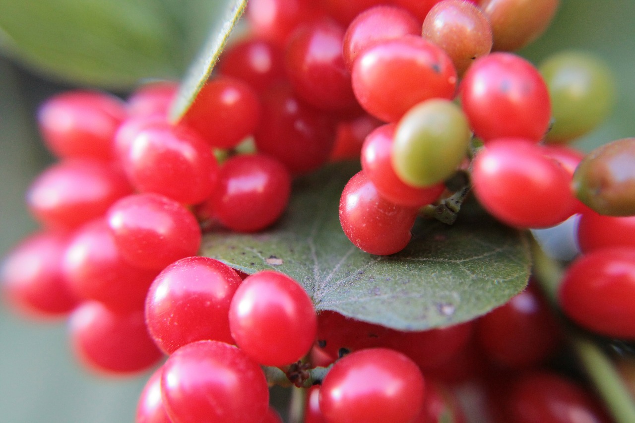 berries red fruits free photo