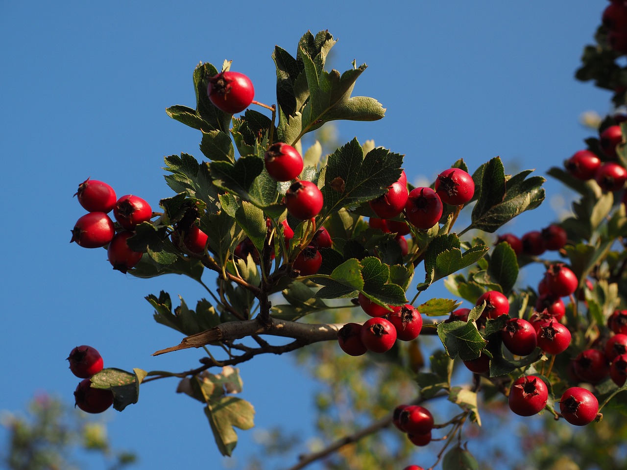 berries fruits red free photo