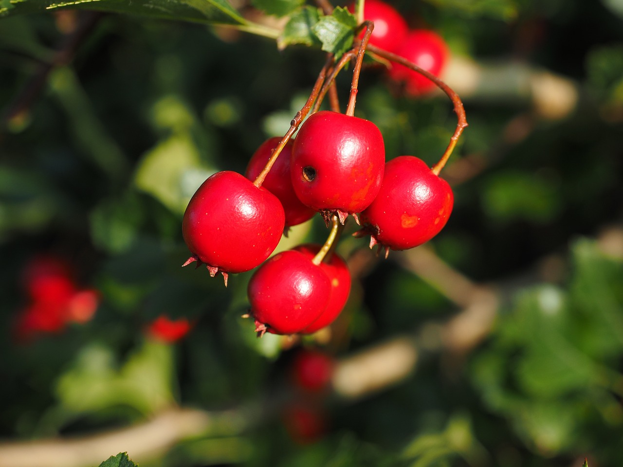 berries fruits red free photo