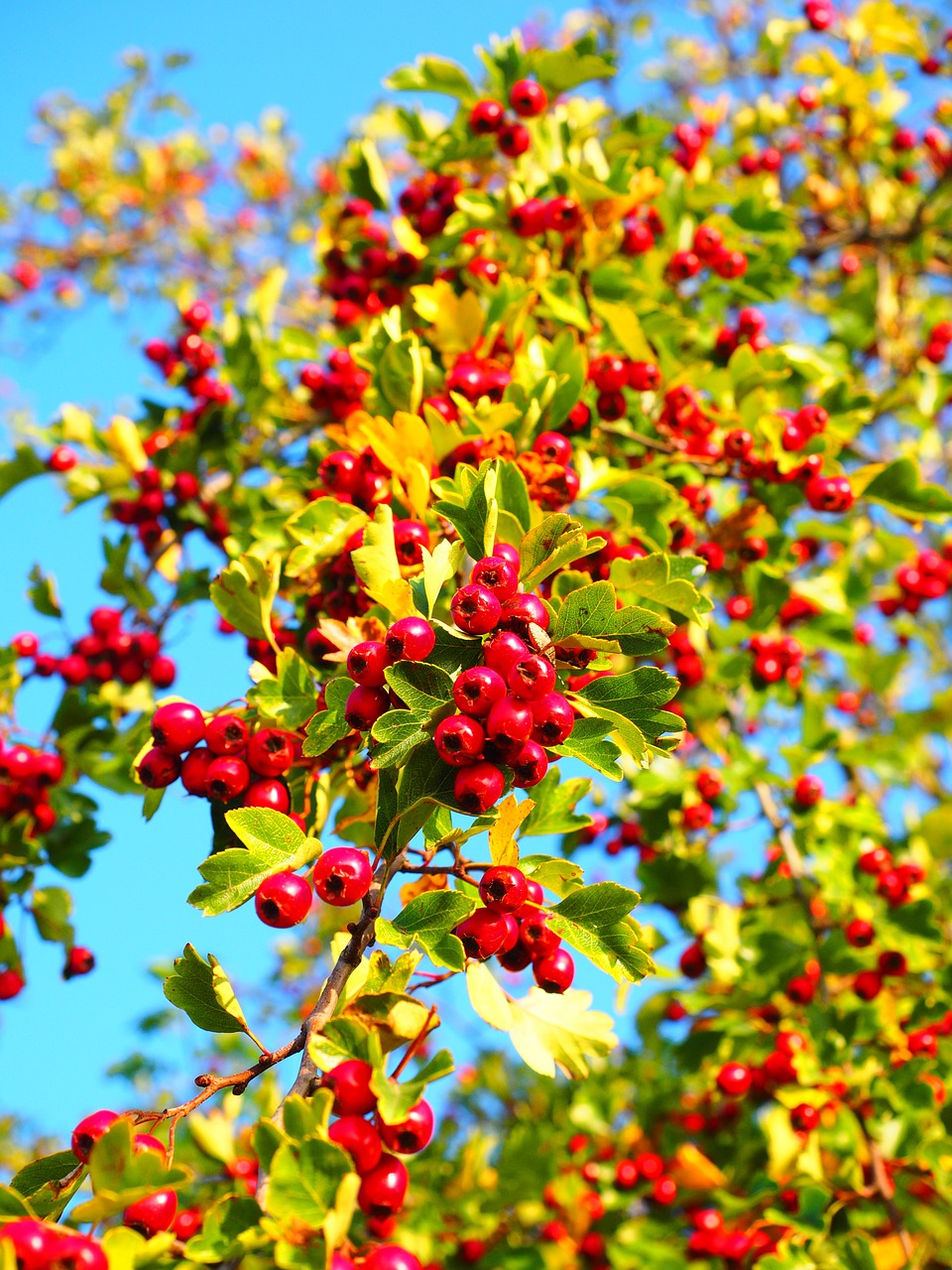 berries fruits red free photo