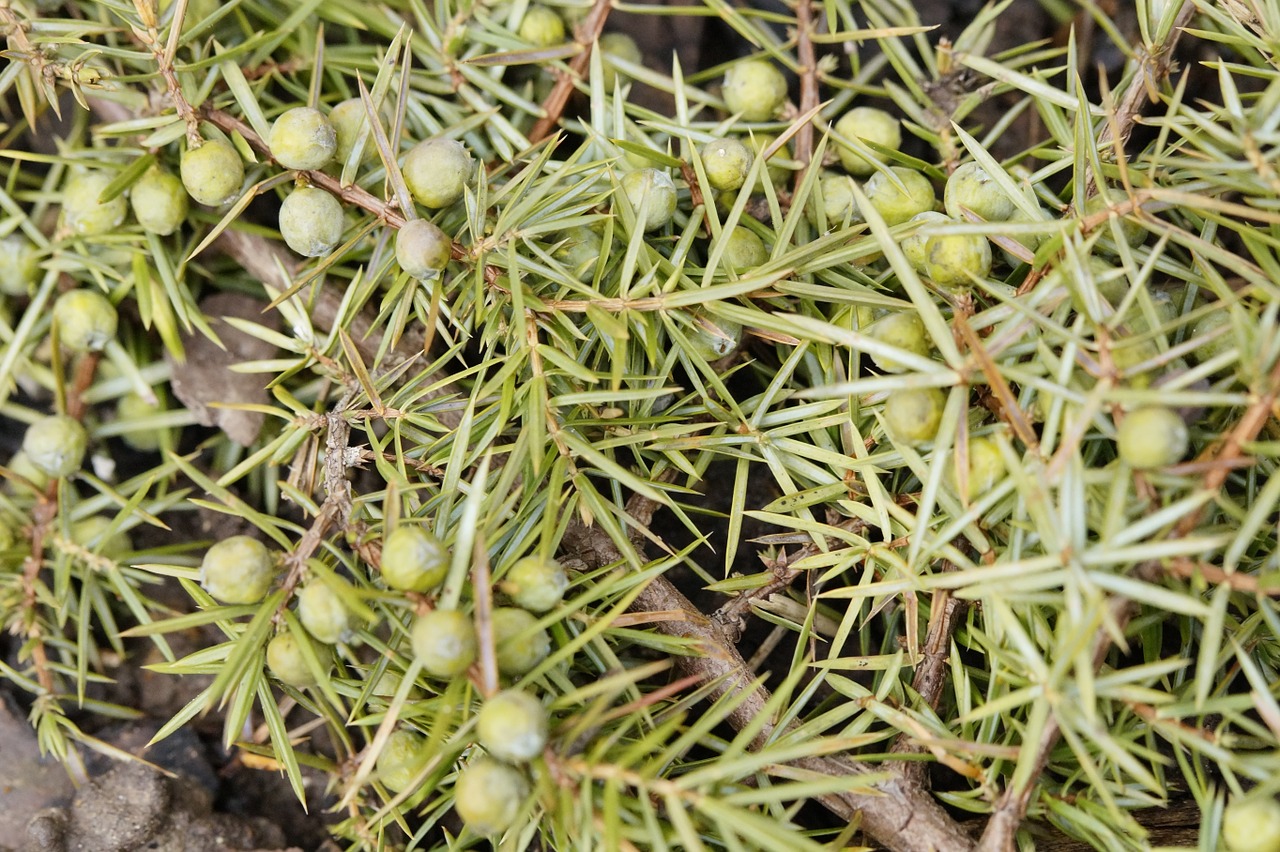 berries needles branches free photo