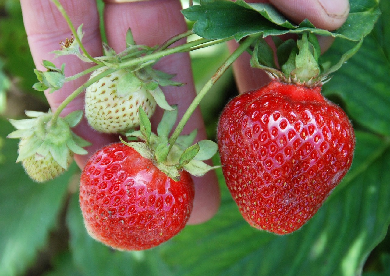 berries strawberries plant free photo