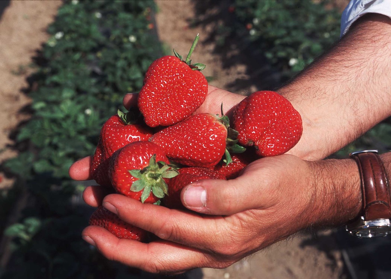 berries strawberries handful free photo