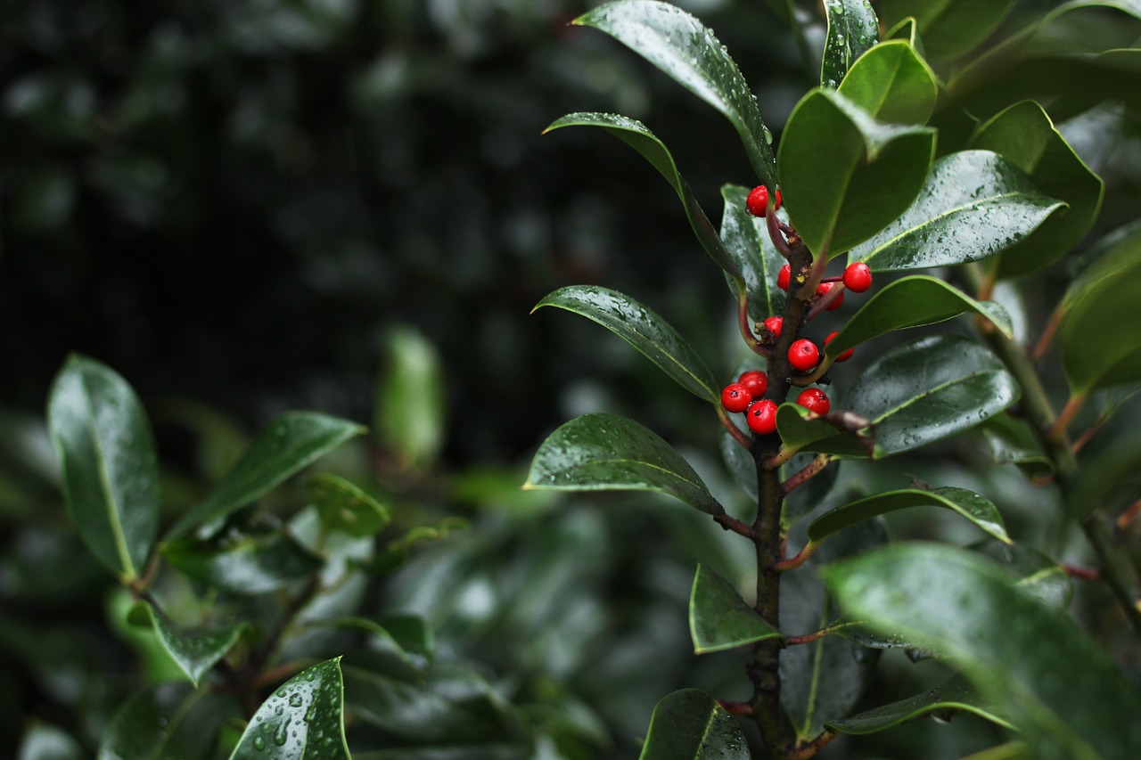 berries red bush free photo