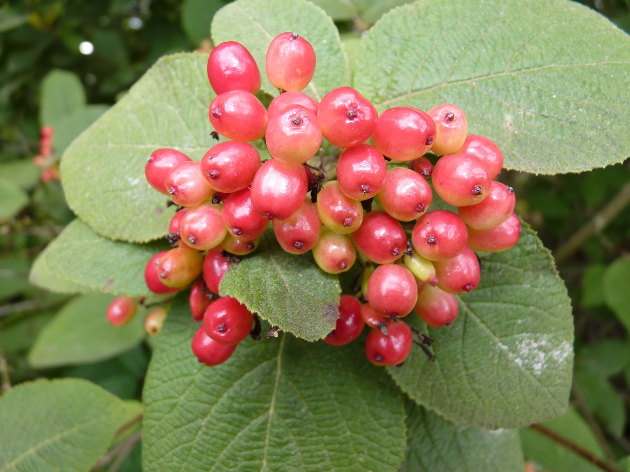 berries red wild berries free photo