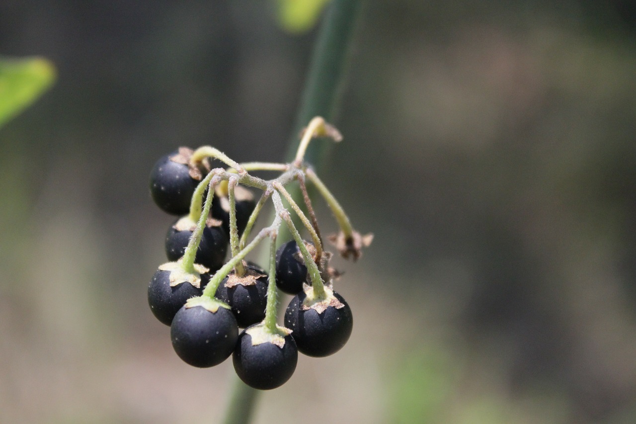 berries black nigrum free photo