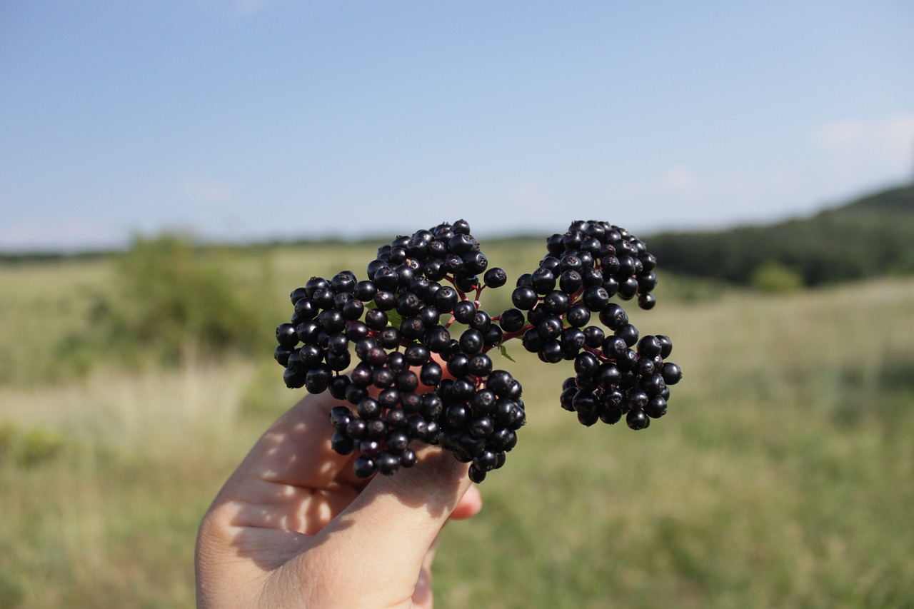 berries black ebulus free photo