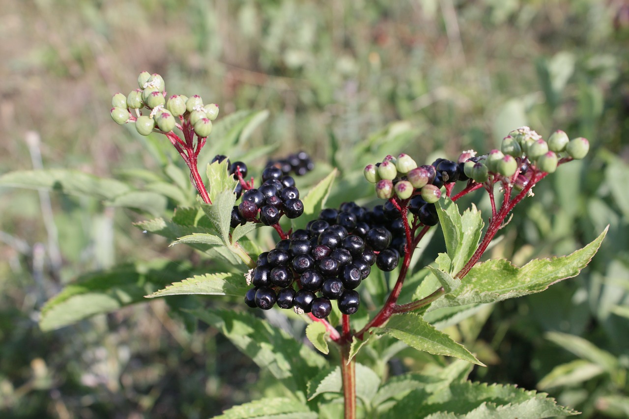 berries black ebulus free photo