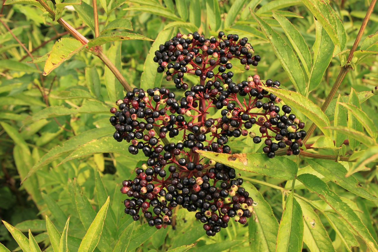 berries black danewort free photo
