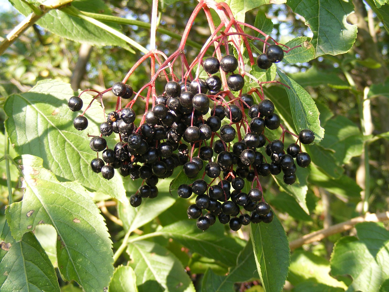 berries black common free photo