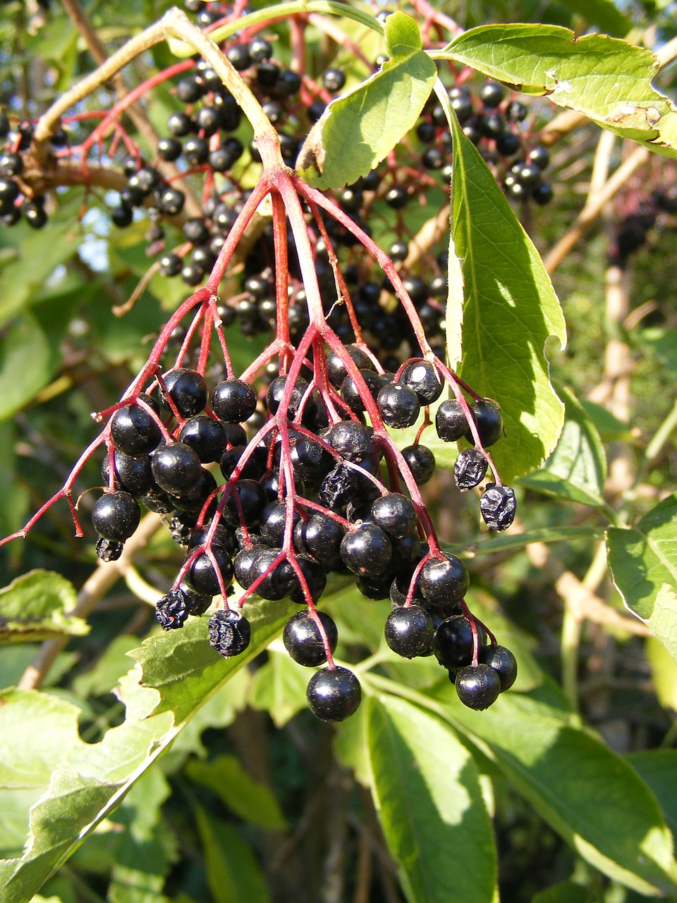 berries black common free photo