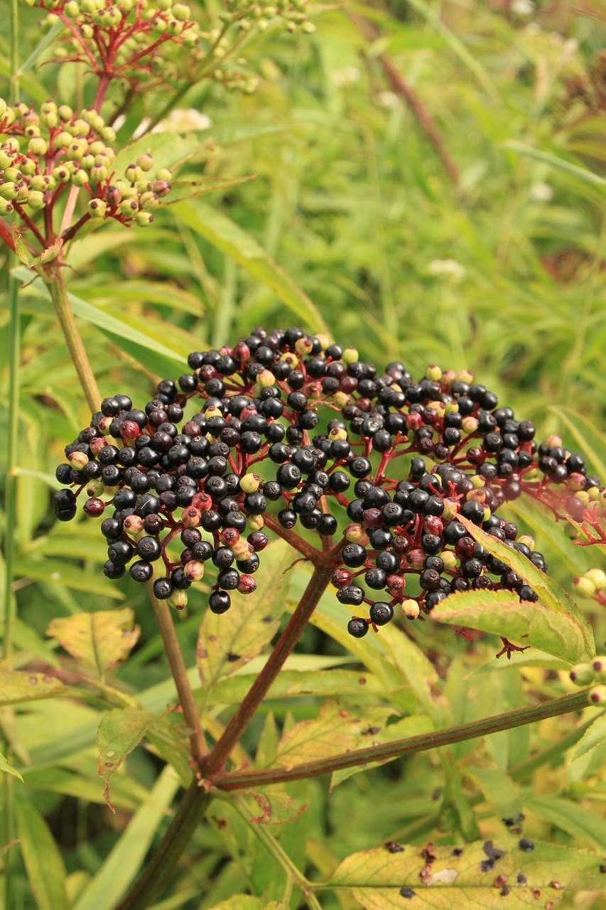 berries black danewort free photo
