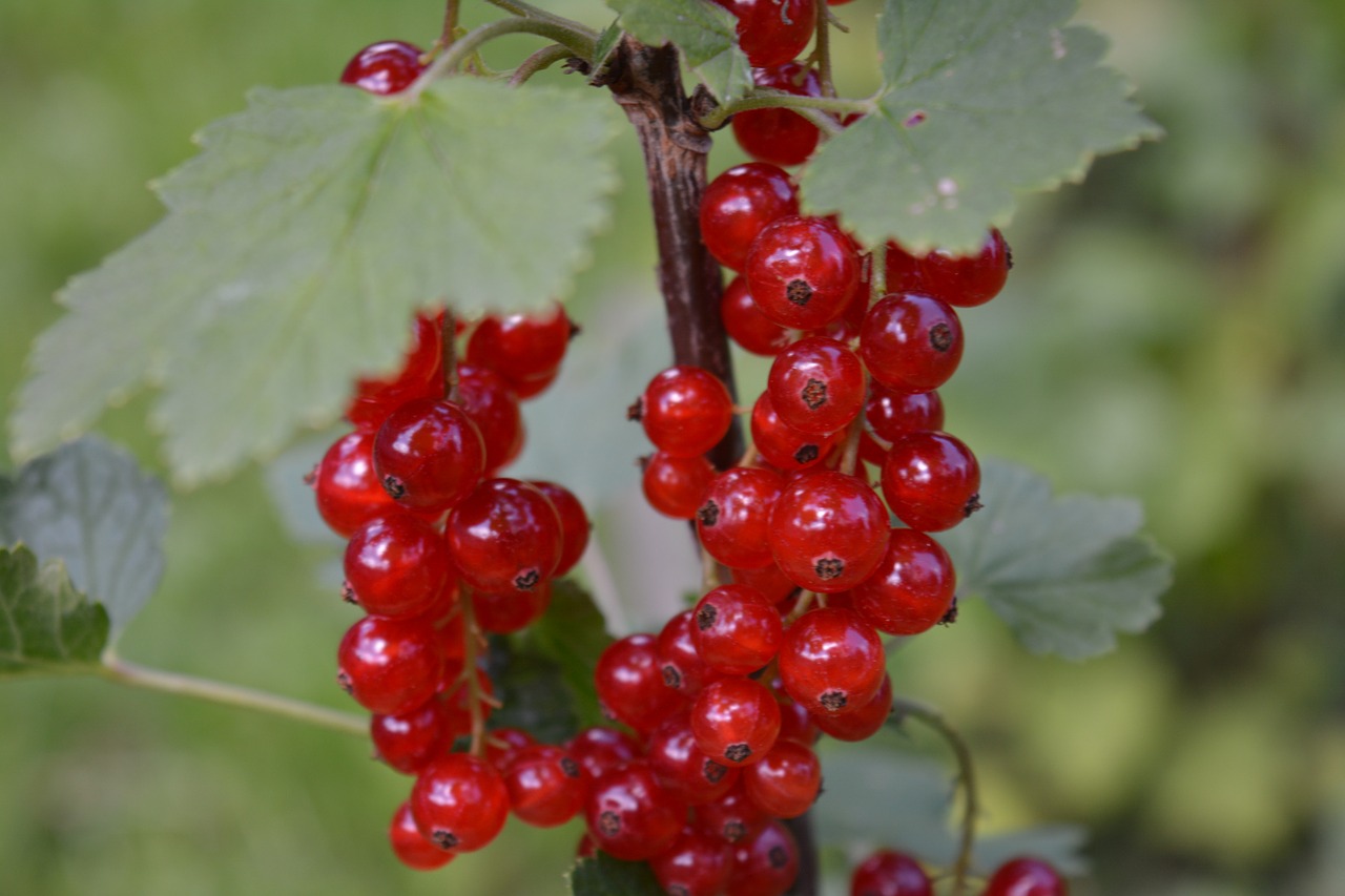 berries currants eat free photo