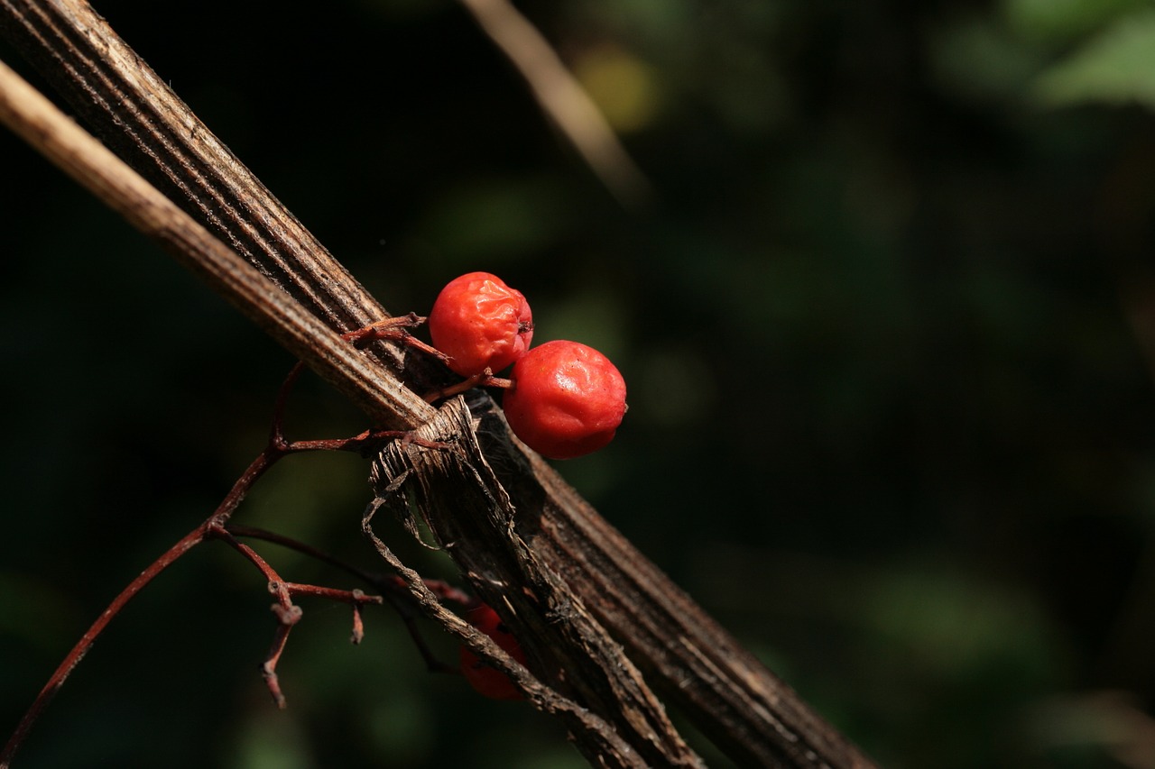 berries autumn autumn still life free photo