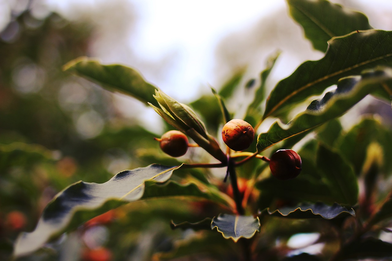 berries nature berry free photo