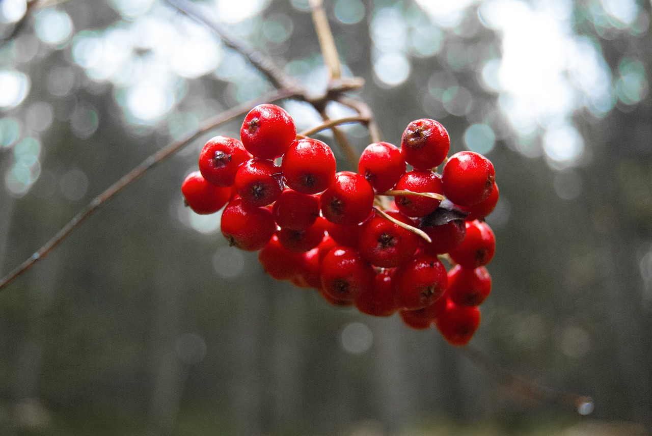 berries red forest free photo