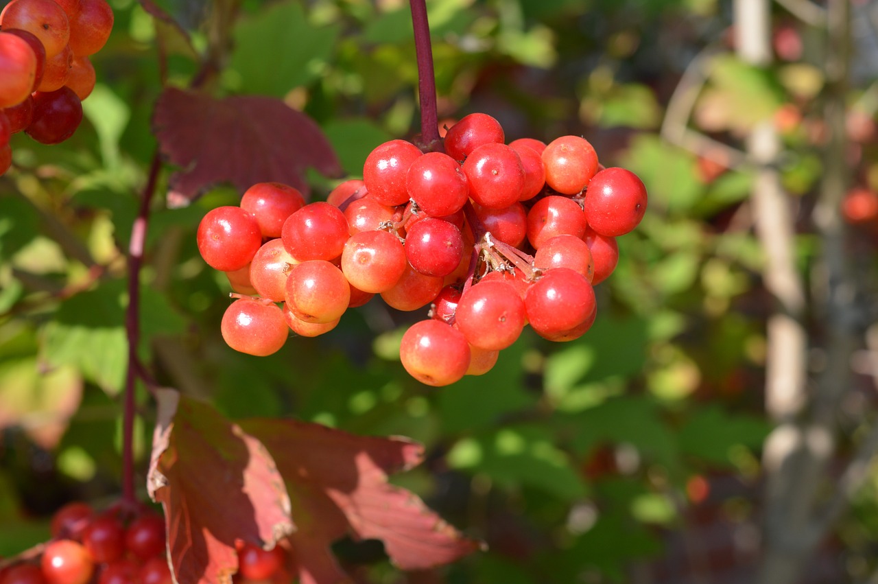 berries red fruit free photo