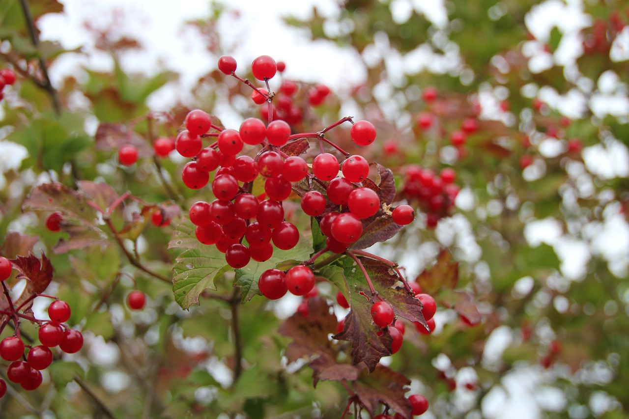 berries nature macro free photo