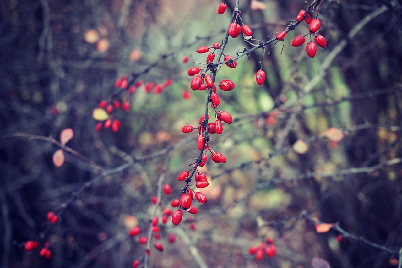 berries plants bushes free photo