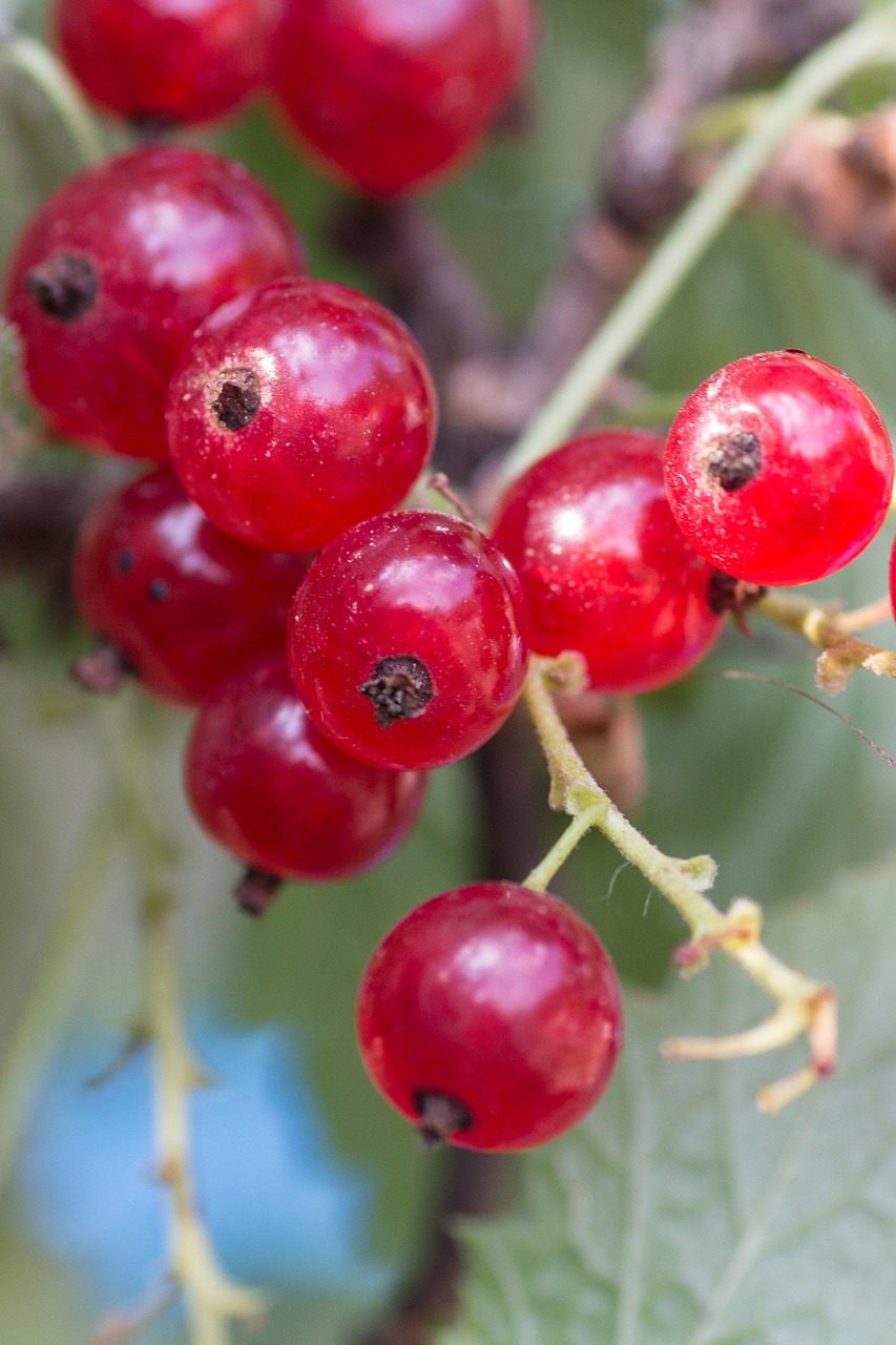 berries currants macro free photo