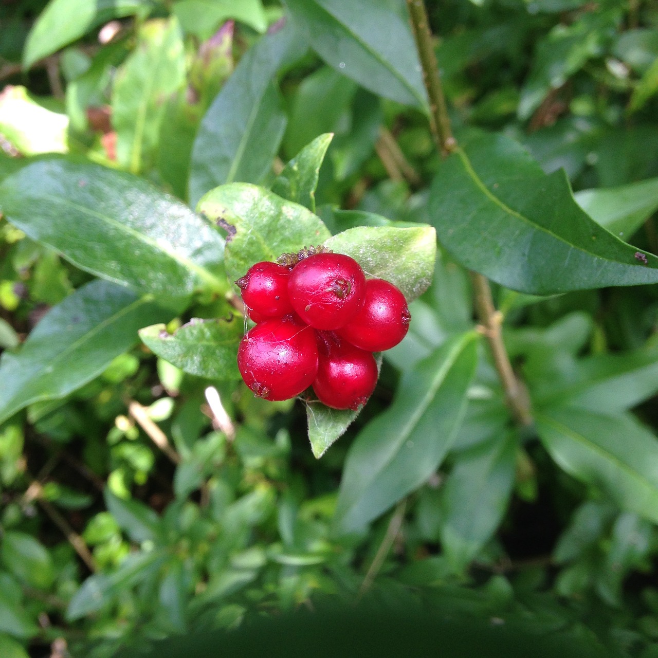 berries red berry free photo