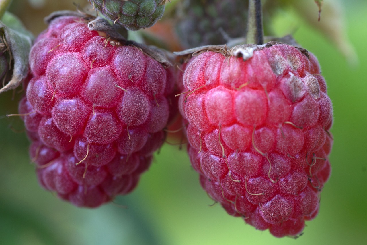 berries raspberries close free photo