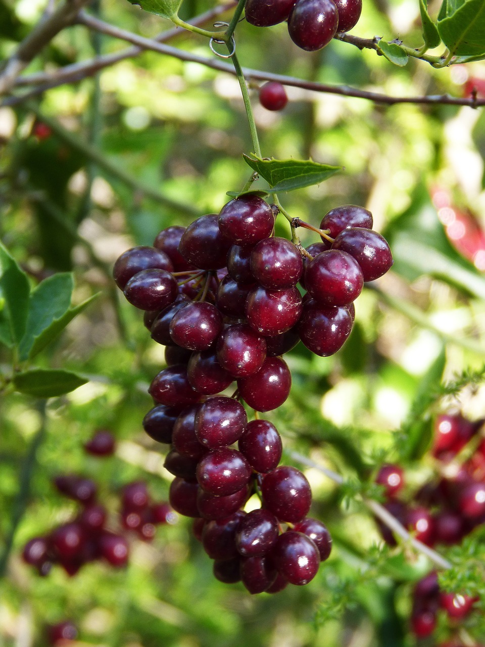 berries red forest free photo