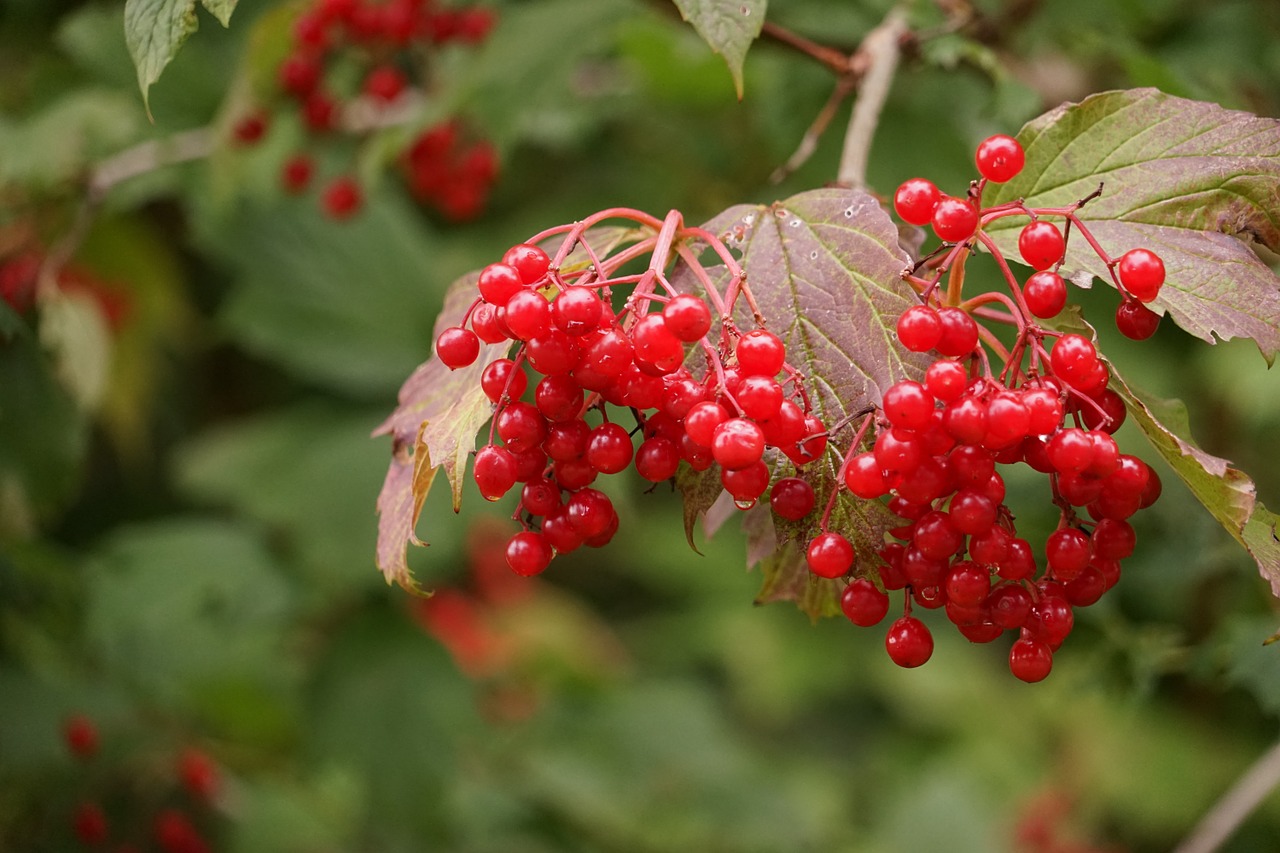 berries tree berry red free photo