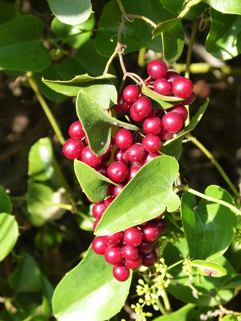 berries forest autumn free photo