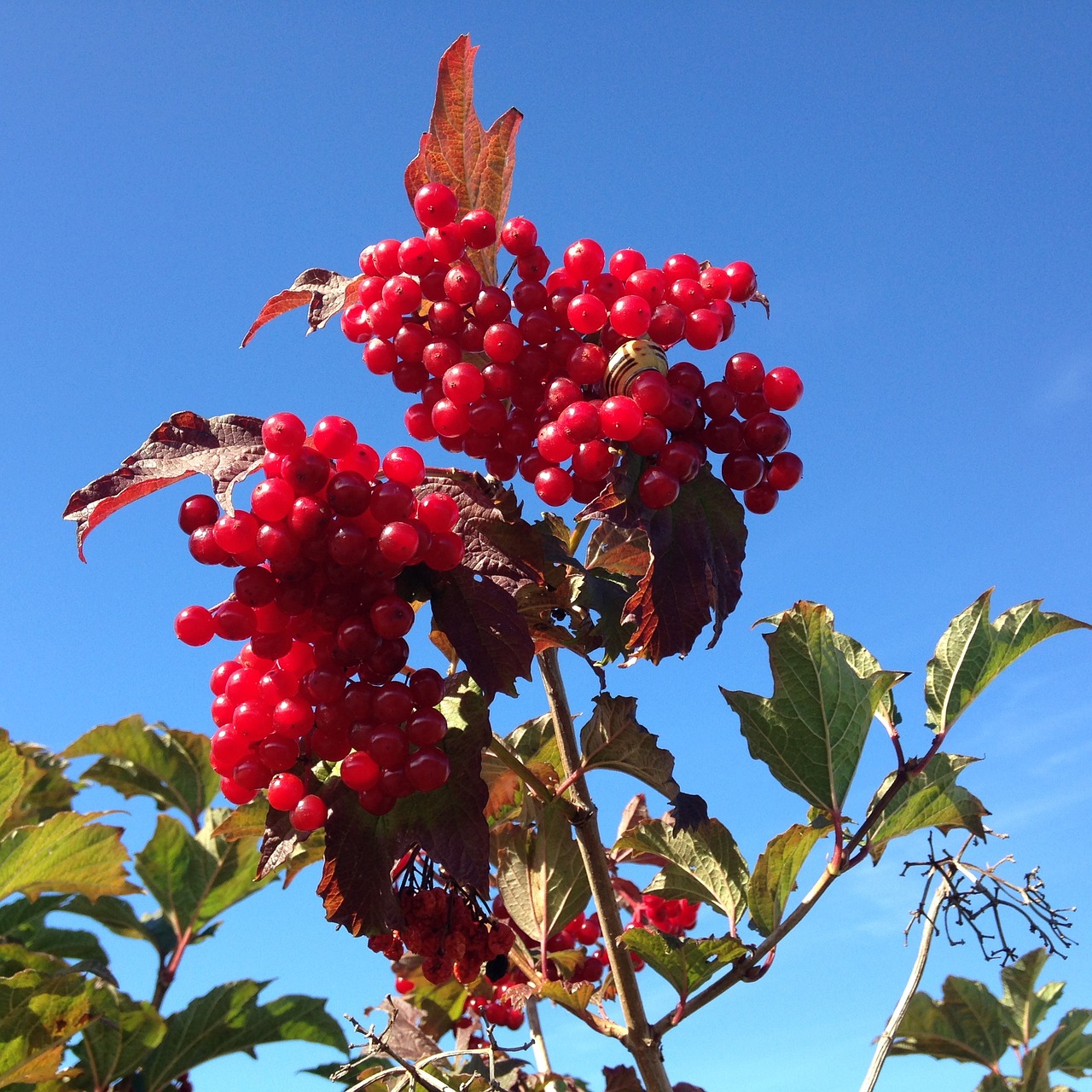 berries red nature free photo