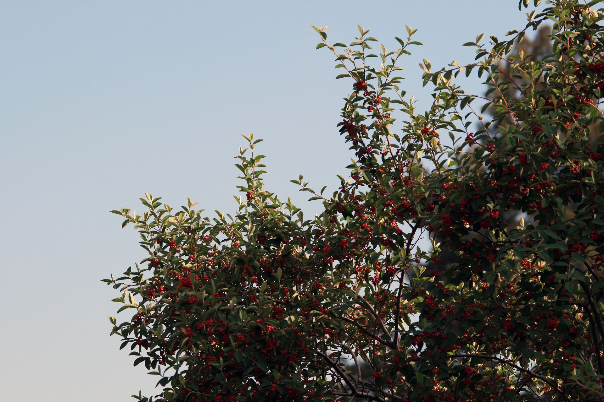 berries red bright free photo