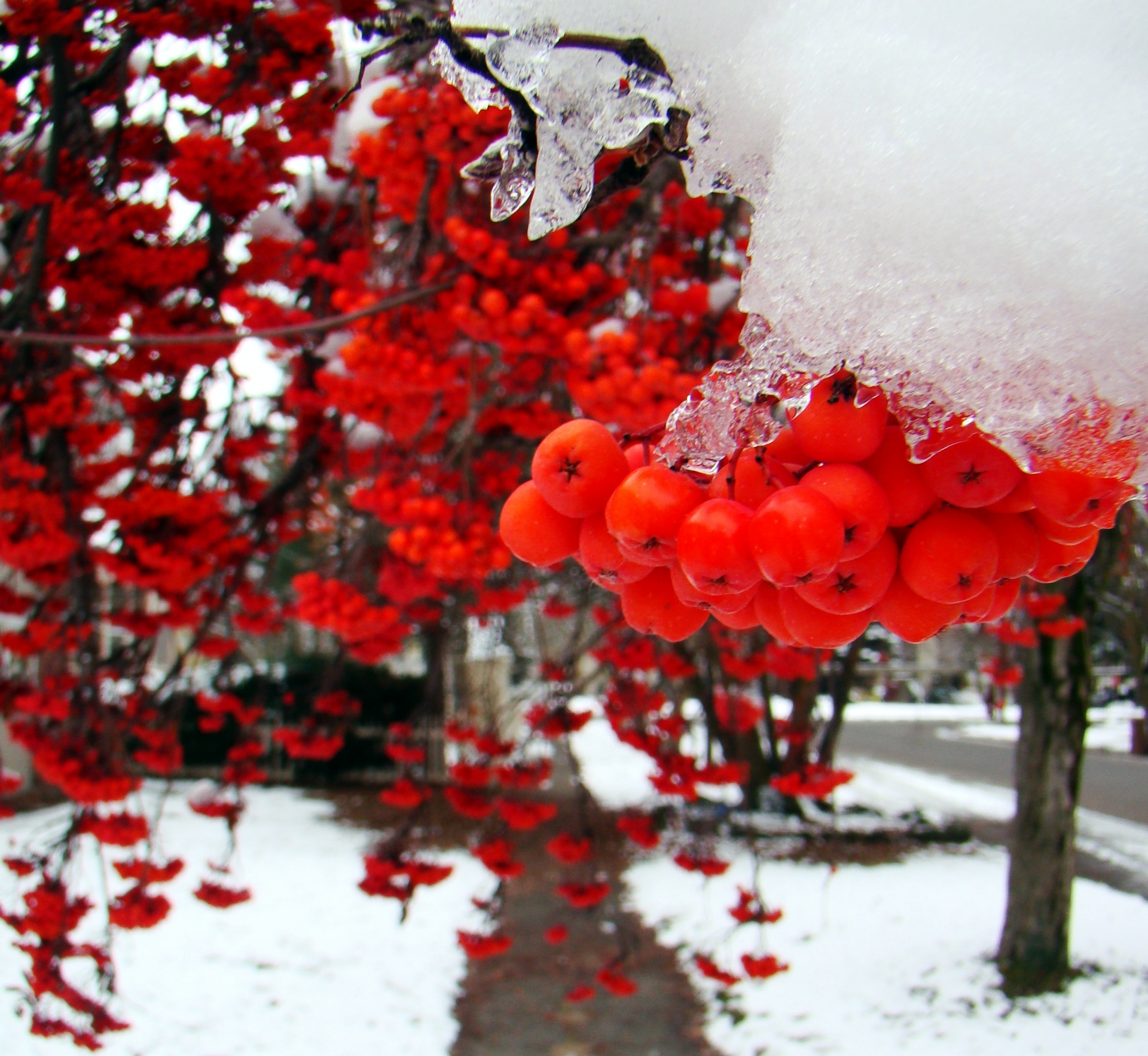 red berries berries in snow free photo