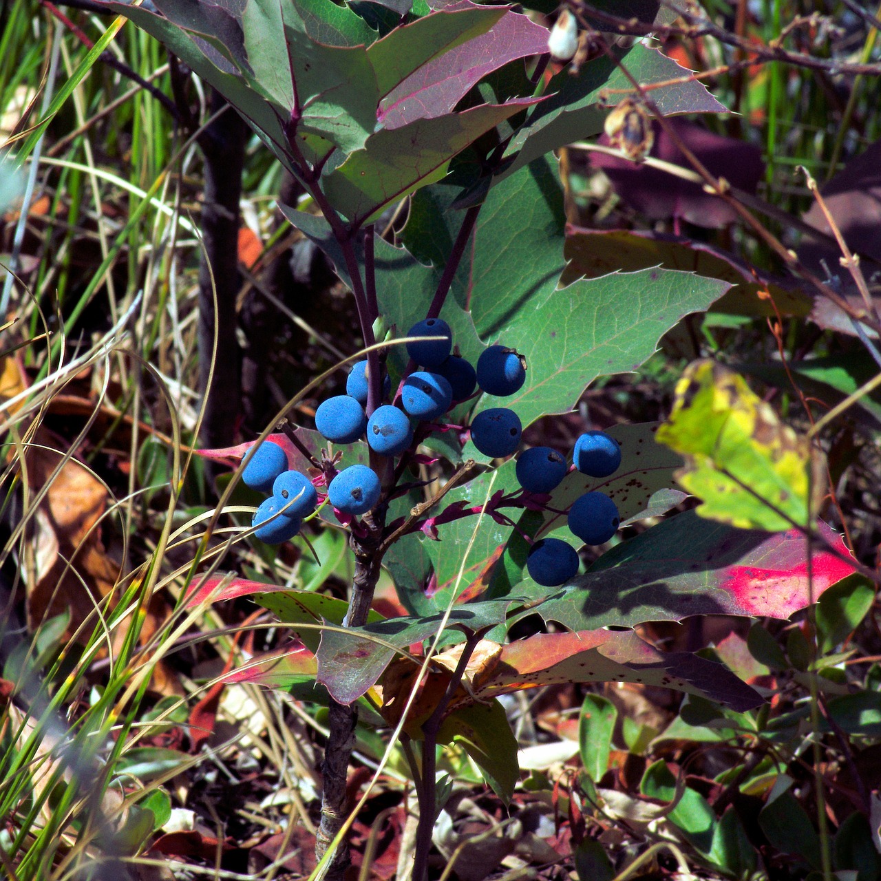 berries in the tetons  blue  berries free photo