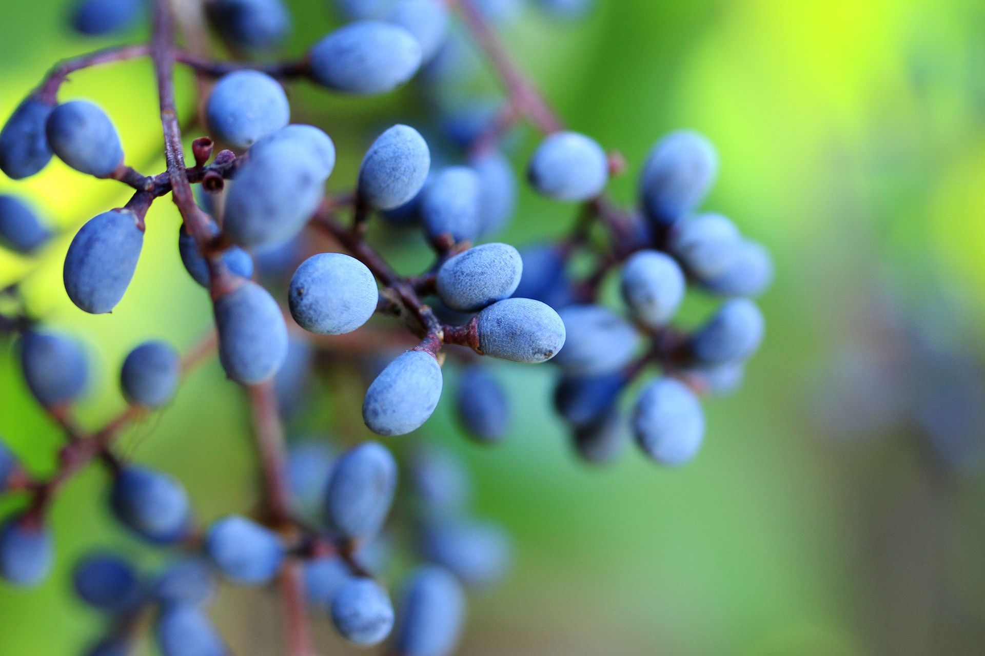 macro berries tree free photo