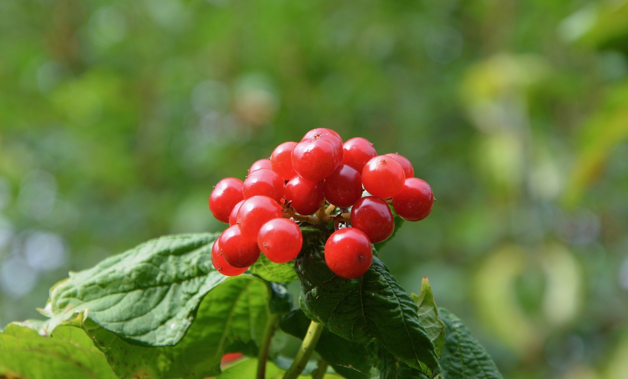 berries not edible red fruits nature free photo