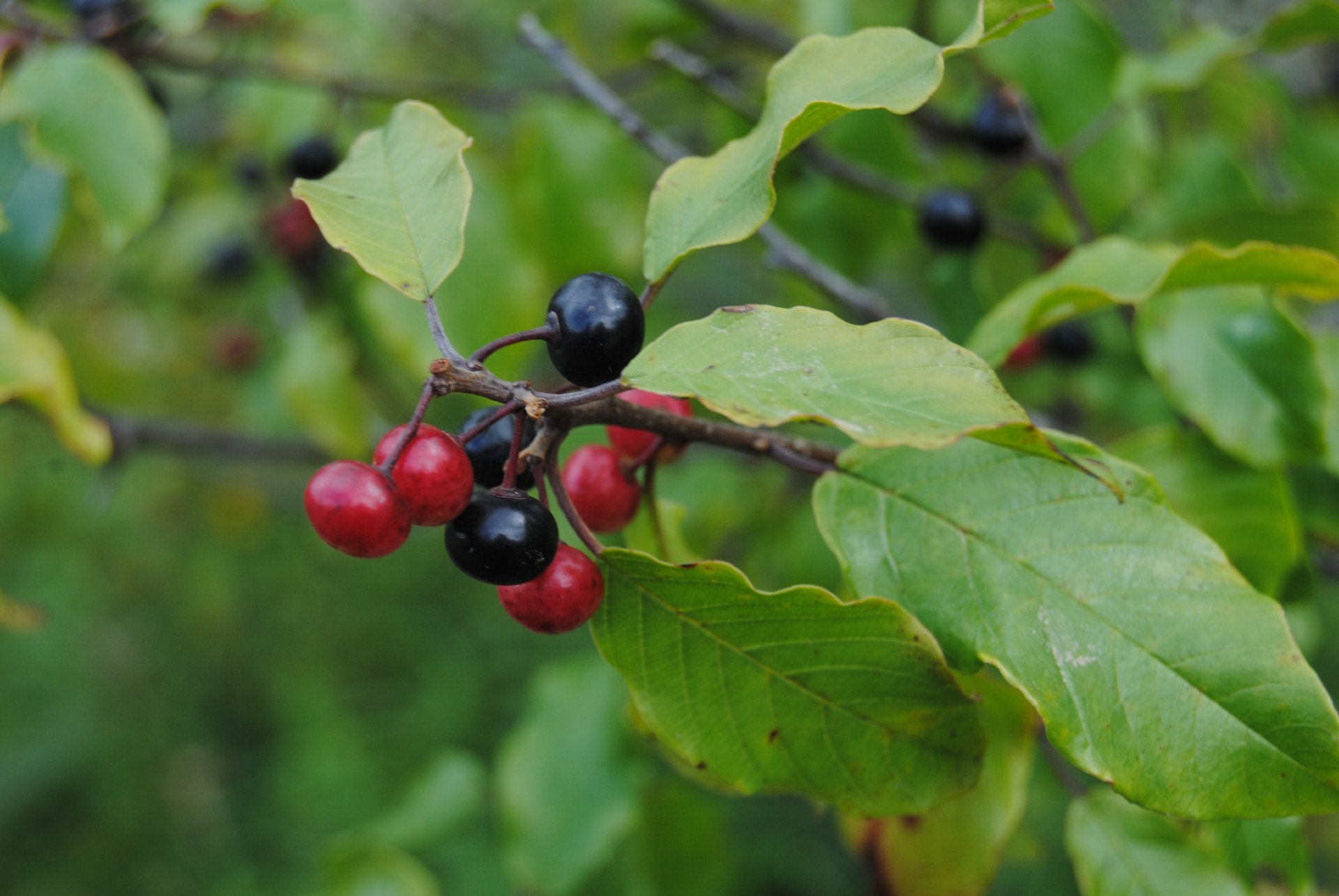 berry berries blue free photo