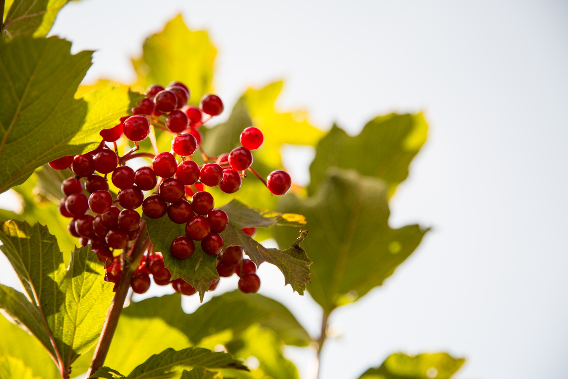 green herb red free photo