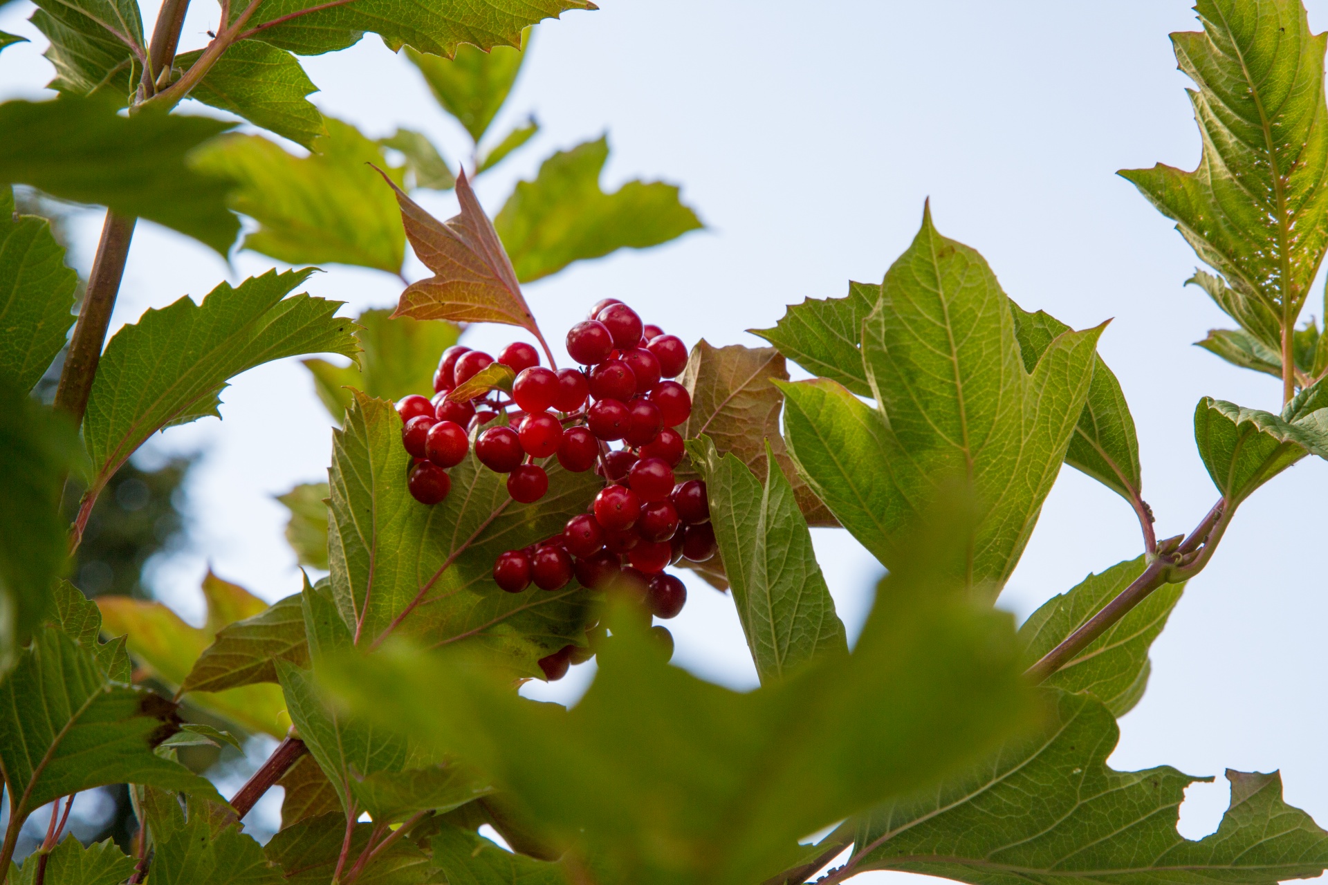 green herb red free photo